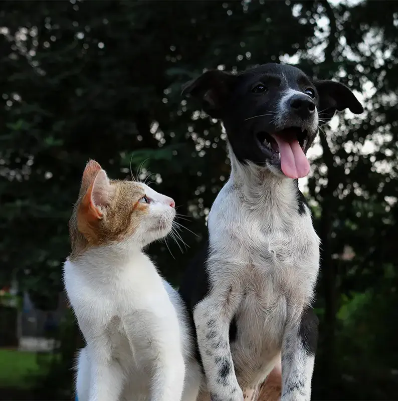 White and tan cat looking up at a dog